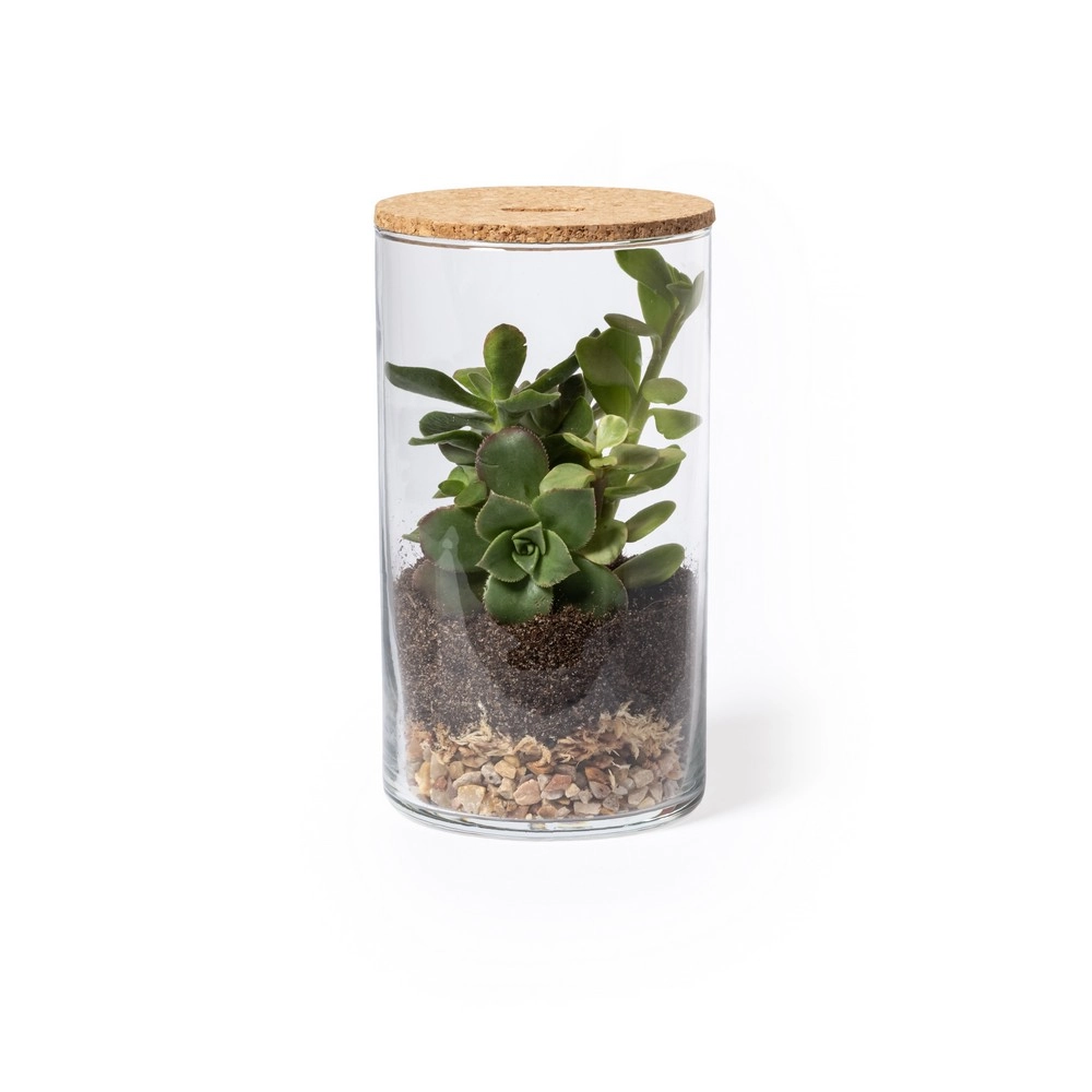 Szklane terrarium, nasiona kaktusa V0917-00